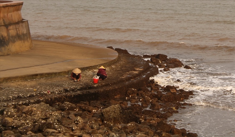 Độc đáo nghề gõ hà biển ở Đồ Sơn - 11