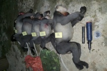 5 con voọc quý hiếm bị bắn hạ