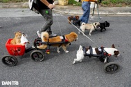 Cặp đôi vợ Việt chồng Tây chế tạo xe lăn cho hàng trăm chó mèo khuyết tật