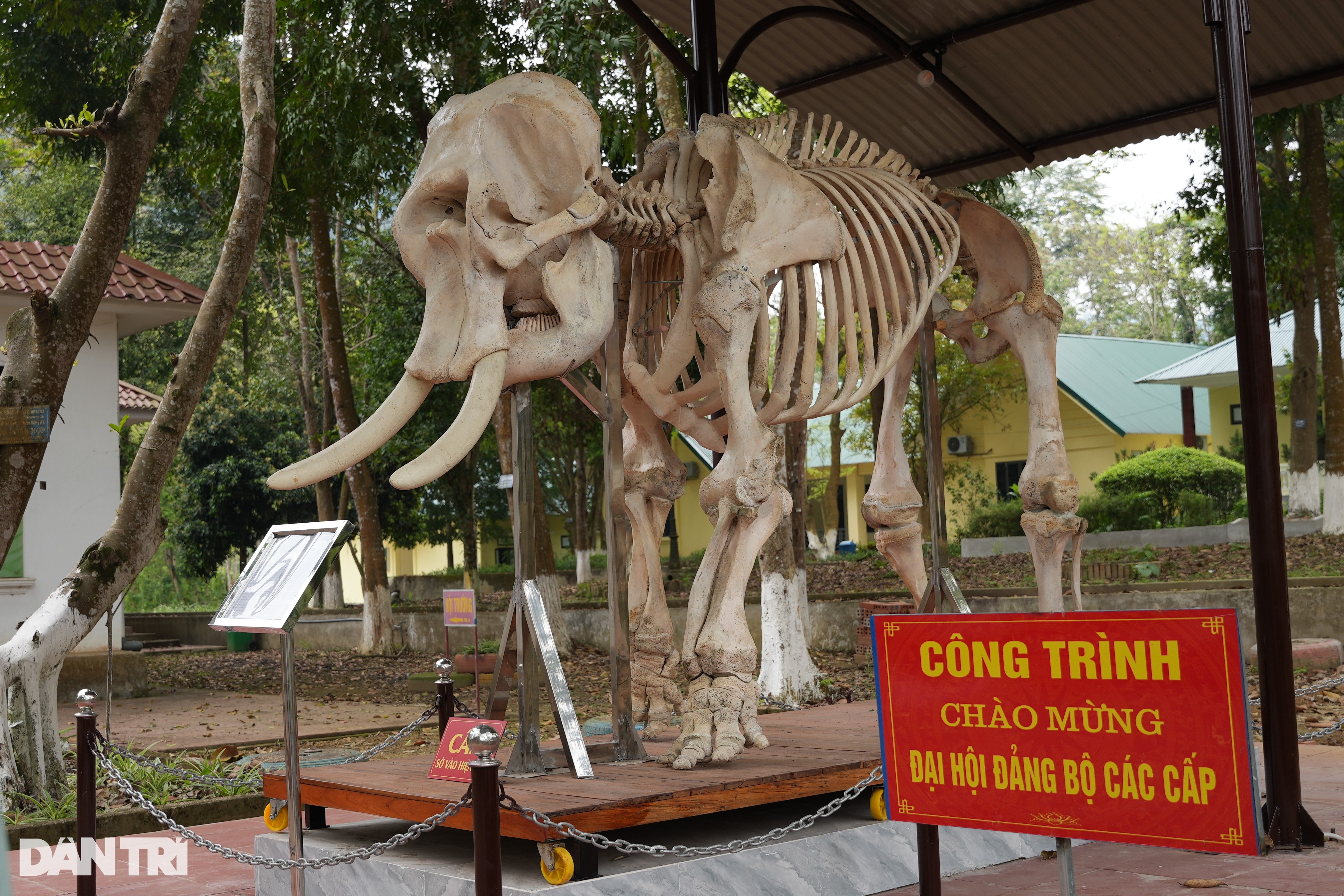 Minh chứng sống và thông điệp của 2 bộ xương voi ở Pù Mát - 2 Minh chứng sống và thông điệp của 2 bộ xương voi ở Pù Mát - 2