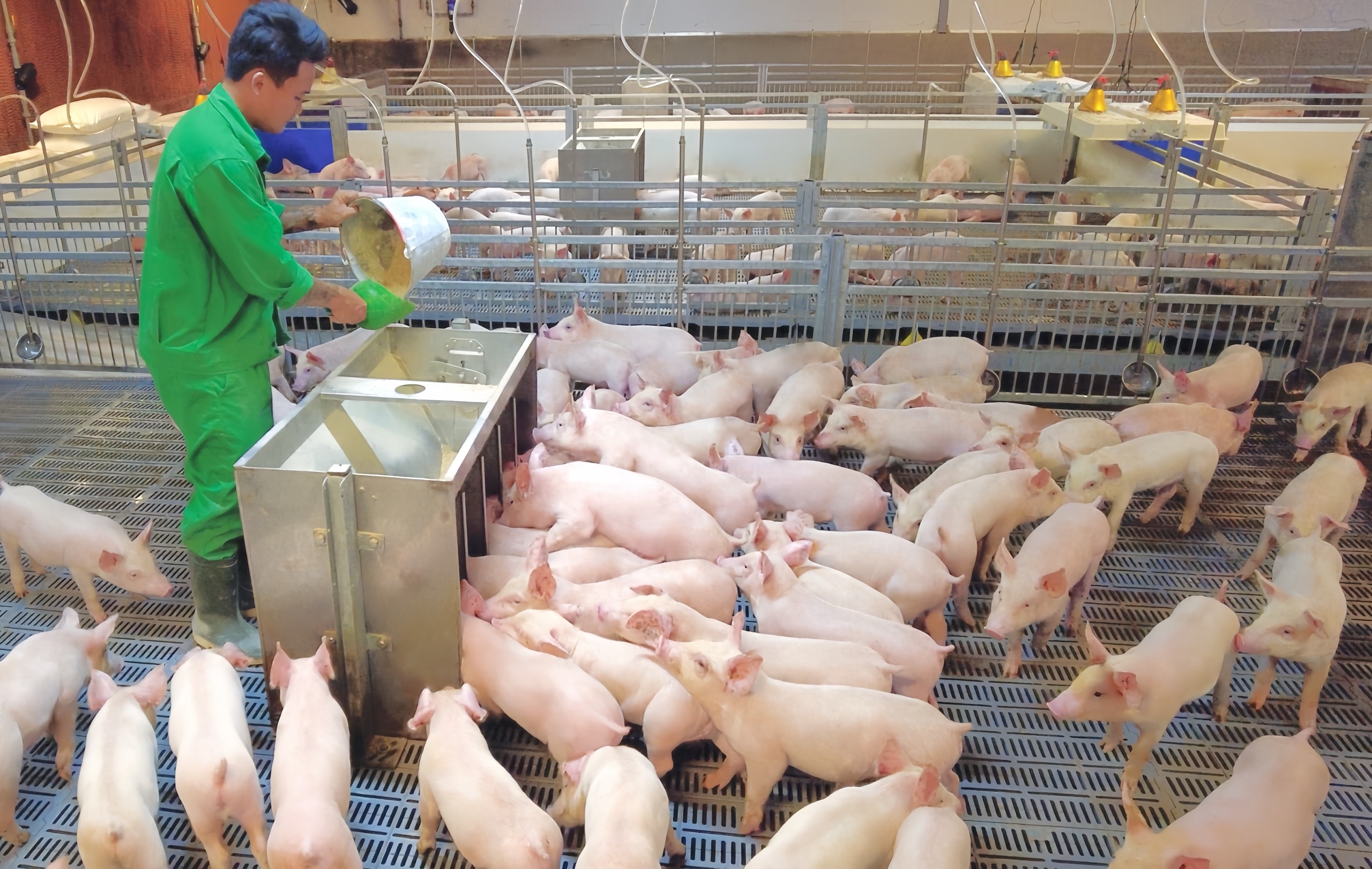 Cuộc đua chăn nuôi lợn của các đại gia Việt - 1 Cuộc đua chăn nuôi lợn của các đại gia Việt - 1