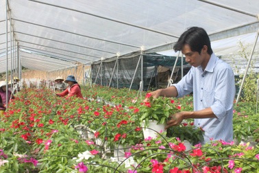 Lâm Đồng: Chàng trai 8x kiếm tiền tỉ từ những chậu hoa treo