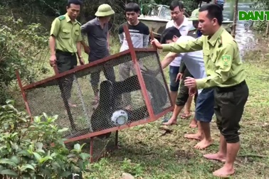 Thả cá thể trăn gấm nặng 35kg, dài 3,5m về môi trường tự nhiên