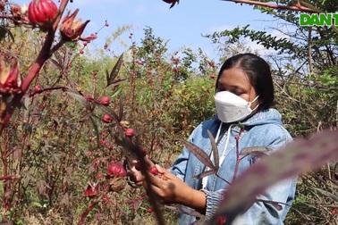 Người dân băng rừng lên hái hoa atiso