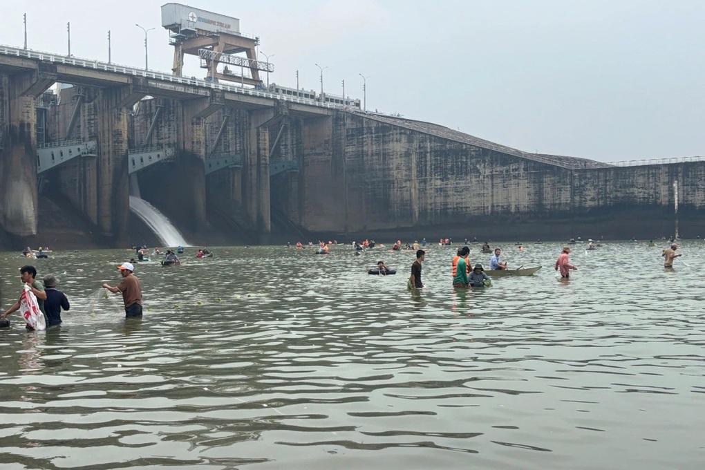 Người dân tấp nập săn cá tra, cá lăng nặng hơn 15kg ở hồ Trị An - 2