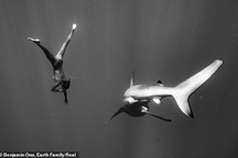 Người mẫu "liều mình" khỏa thân bơi bên cá mập