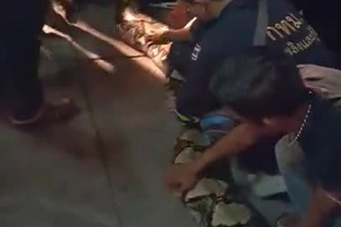 Video bắt được con trăn “khủng” gần nhà hàng: