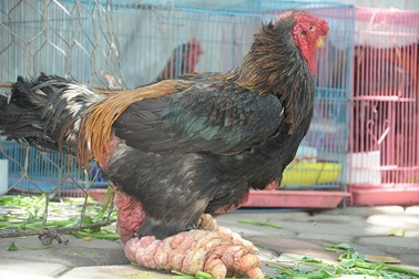 Đại gia không tiếc tiền “săn” đặc sản Tết