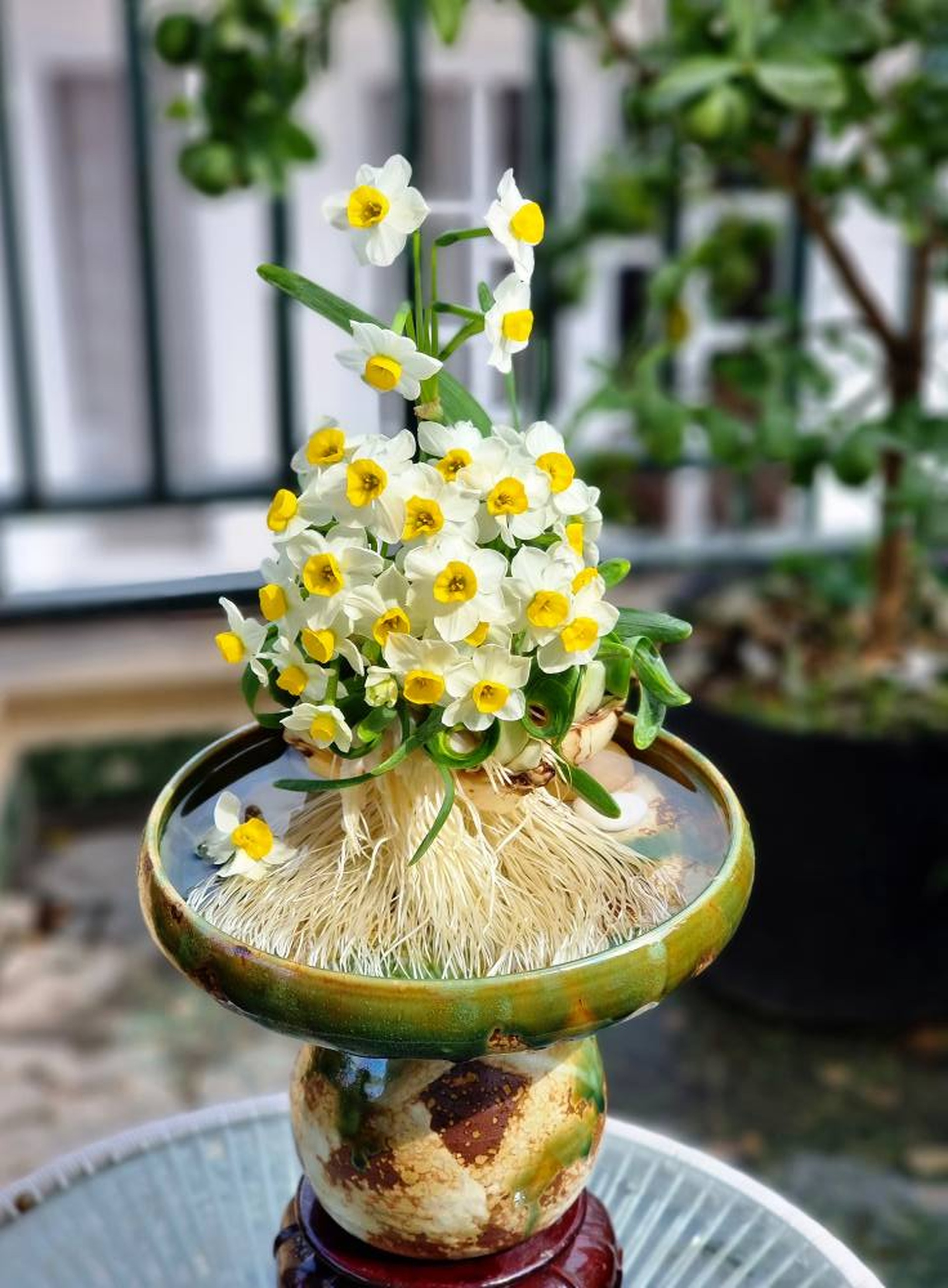 Kỳ công thú chơi hoa nhà giàu, canh thời gian nở đúng đêm giao thừa - 13 Kỳ công thú chơi hoa nhà giàu, canh thời gian nở đúng đêm giao thừa - 13