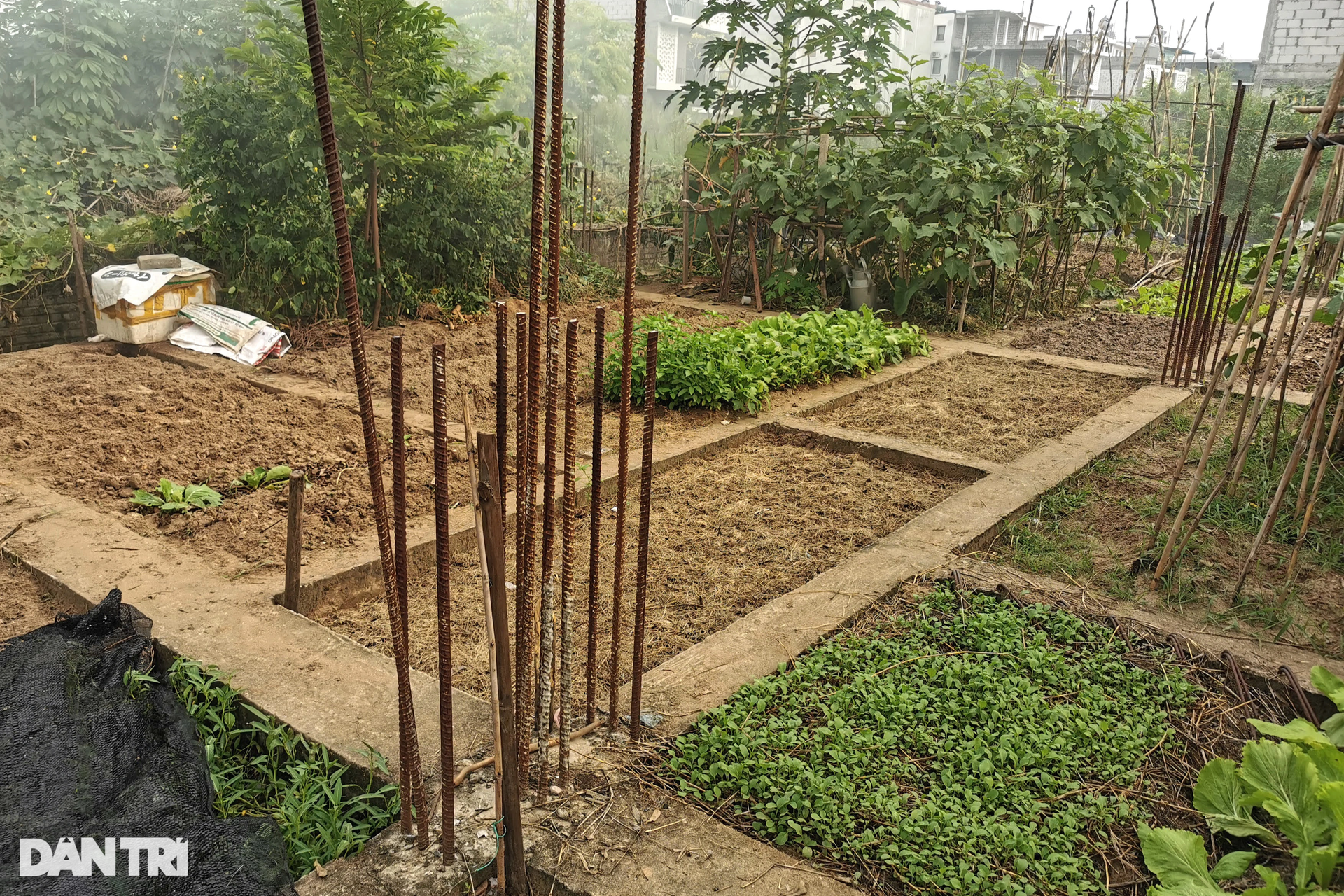Trồng rau trên móng nhà liền kề tiền tỷ tại dự án dang dở Westpoint Nam 32 - 11