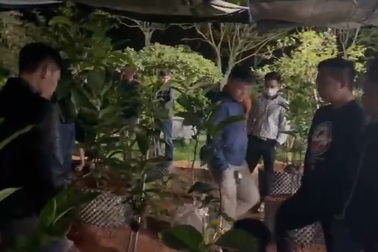 Một tỷ đồng cây bạch hải đường: Cẩn trọng sập bẫy thổi giá của "siêu lừa"!