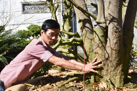 Cận cảnh những gốc mai trăm tuổi có giá “tiền tỷ”