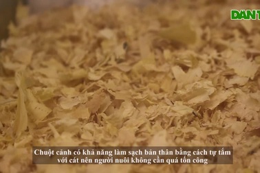 Trước thềm Tết Canh Tý, chuột Hamster bất ngờ được săn lùng ráo riết