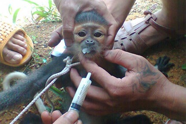 Di lý đối tượng giết dã man voọc Chà Vá