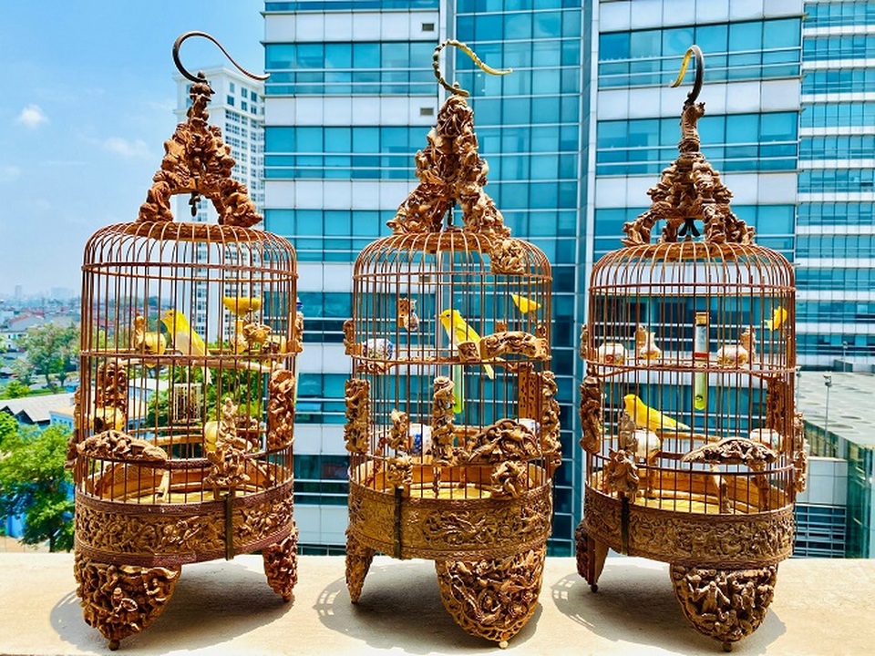 Siêu phẩm chim cảnh “cực độc” của đại gia Hà Nội, trả nửa tỷ đồng một con cũng không bán - 9 Siêu phẩm chim cảnh “cực độc” của đại gia Hà Nội, trả nửa tỷ đồng một con cũng không bán - 9