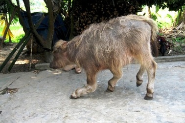 Nghé con vừa đi vừa “gật gù”