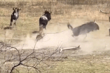 Báo hoa mai đơn độc hạ gục linh dương đầu bò lớn gấp đôi mình