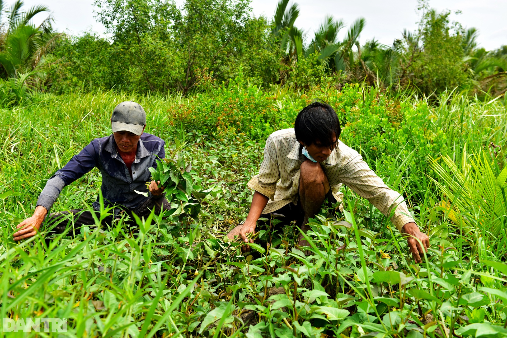 Công nhân_gặt lúa_TP Thủ Đức_Nguyễn Quang_20.jpg