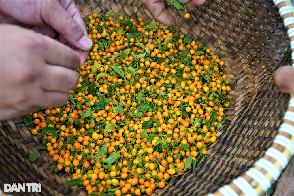 Trồng loại ớt đắt nhất thế giới, ôm lãi hàng trăm triệu đồng - 8 Trồng loại ớt đắt nhất thế giới, ôm lãi hàng trăm triệu đồng - 8