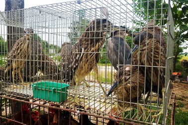 Chợ cóc chuyên bán chim trời "độc, lạ" ven Hà Nội