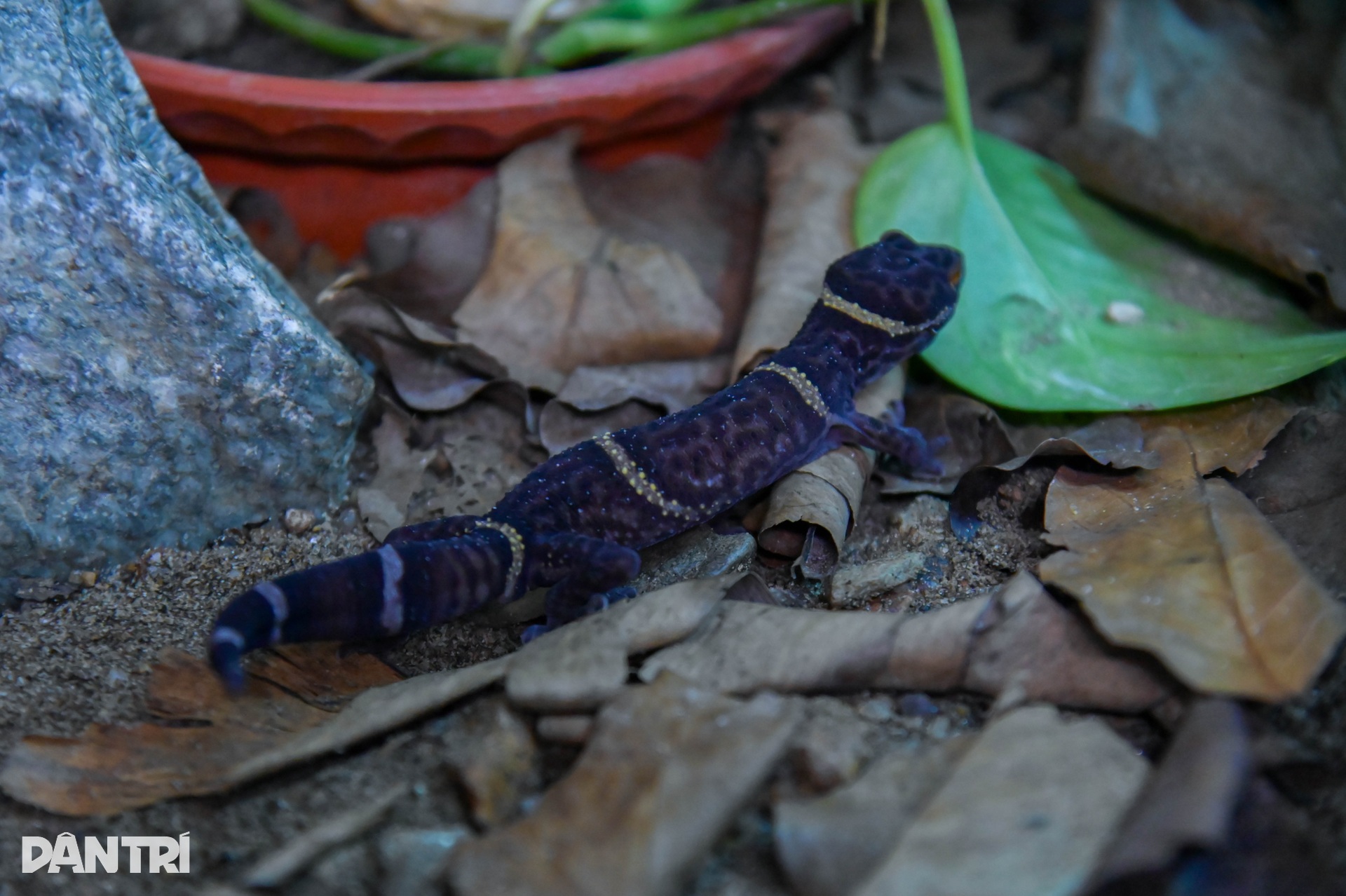 Cận cảnh loài thằn lằn cá sấu ở Việt Nam, có mặt từ thời khủng long - 5 Cận cảnh loài thằn lằn cá sấu ở Việt Nam, có mặt từ thời khủng long - 5