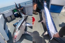 Lôi cá mập dài 4 m lên thuyền chụp ảnh, cần thủ bị chỉ trích nặng nề