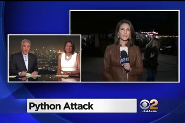 Tức giận vì bị “chặt chém”, thả trăn vào nhà hàng để trả thù