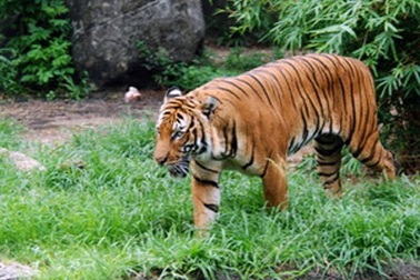 Người dân Quảng Bình bất an vì hổ dữ xuất hiện