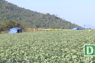 Phú Yên: Người trồng dưa khốn khổ vì nạn “bảo kê” tiếp tục hoành hành