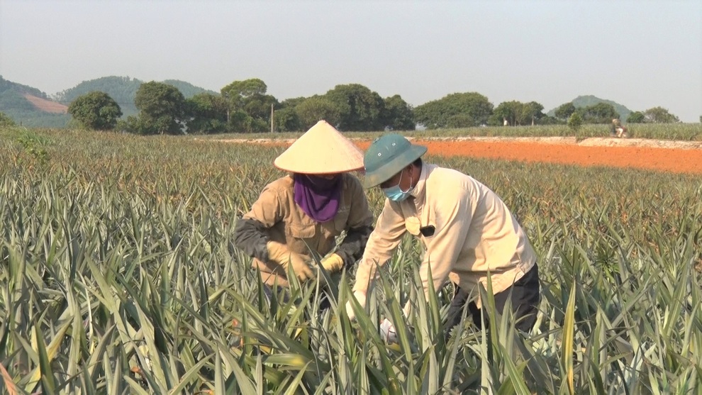 Trồng cây toàn gai giúp nông dân thu hàng trăm triệu đồng/năm - 4 Trồng cây toàn gai giúp nông dân thu hàng trăm triệu đồng/năm - 4