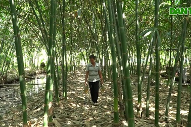 Lão nông U70 kiếm tiền triệu mỗi ngày nhờ trồng tre lấy măng quanh năm