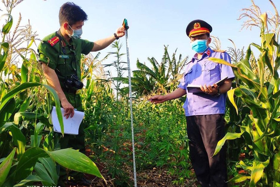 Người đàn ông khai trồng cây cần sa để... làm thức ăn cho gia súc! - 1 Người đàn ông khai trồng cây cần sa để... làm thức ăn cho gia súc! - 1
