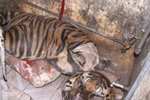 Phá một lò nấu cao hổ giữa Hà Nội