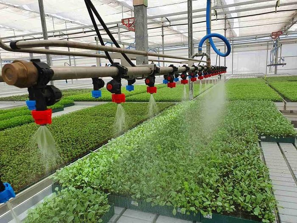 Vợ chồng dùng trí tuệ nhân tạo, nhà kính tự động, mỗi ngày thu 8 tấn rau - 2 Vợ chồng dùng trí tuệ nhân tạo, nhà kính tự động, mỗi ngày thu 8 tấn rau - 2