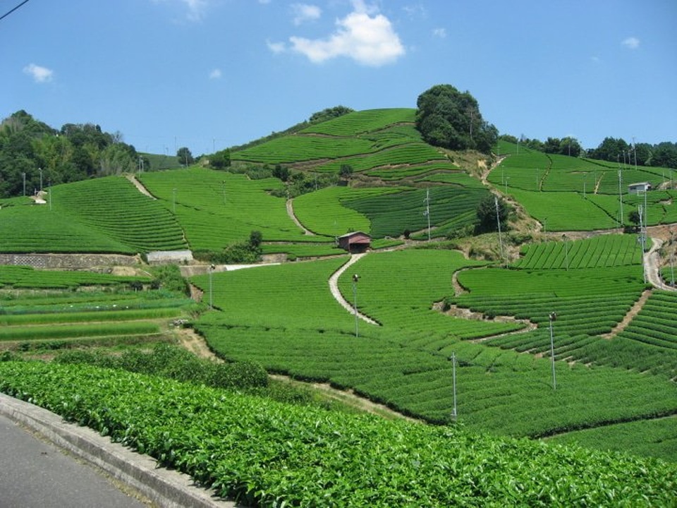 Trải nghiệm 1 ngày ở thiên đường matcha Nhật Bản - 1 Trải nghiệm 1 ngày ở thiên đường matcha Nhật Bản - 1