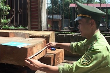Bắt giữ 5m3 gỗ lậu quý hiếm