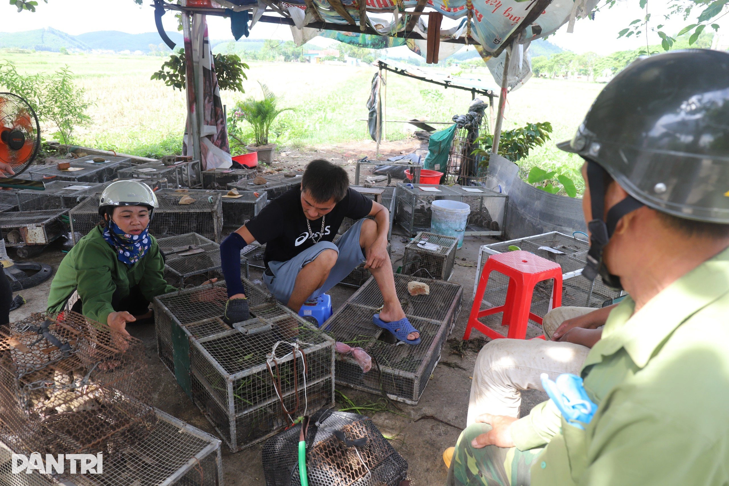 Gom bắt cả lồng chuột nhung nhúc, nông dân kiếm tiền triệu sau một đêm - 9 Gom bắt cả lồng chuột nhung nhúc, nông dân kiếm tiền triệu sau một đêm - 9