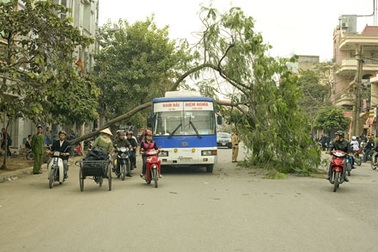 Cây bật gốc đè ngang xe khách