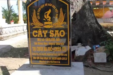 Cây sao cổ thụ ở chùa Ba Phố