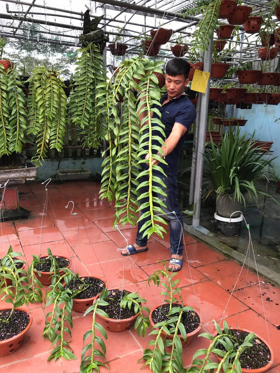 Nghệ nhân Ngô Minh Luân chia sẻ về bí quyết chăm sóc lan rừng lâu tàn khi nở hoa - 4 Nghệ nhân Ngô Minh Luân chia sẻ về bí quyết chăm sóc lan rừng lâu tàn khi nở hoa - 4
