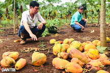 Người trồng đu đủ khóc nhìn hàng tấn quả chín rục gốc, nguy cơ "bay" 8 tỷ