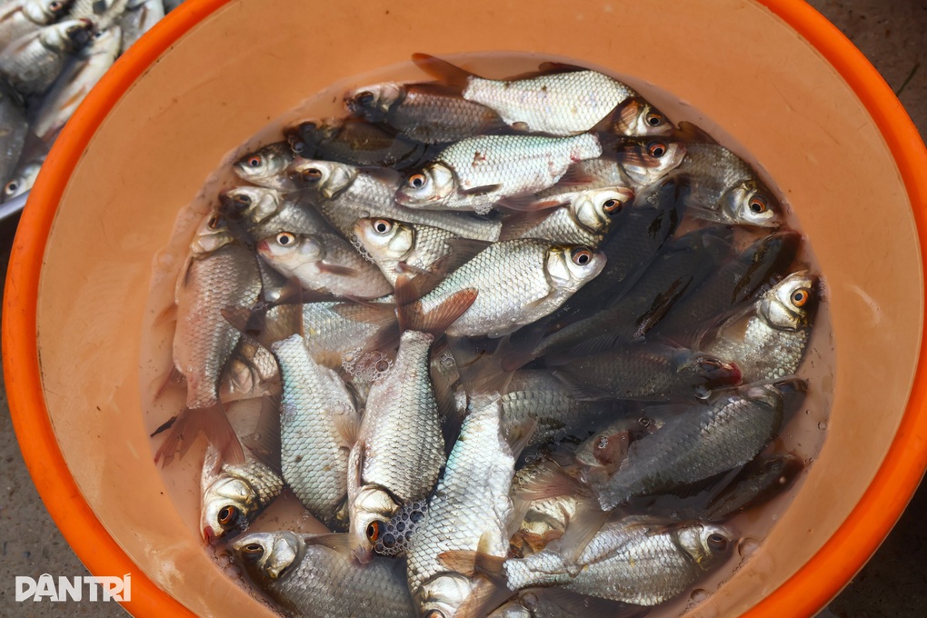 Bất chấp mưa bão, người dân vẫn đổ xô ra đồng kiếm “lộc trời” - 3 Bất chấp mưa bão, người dân vẫn đổ xô ra đồng kiếm “lộc trời” - 3