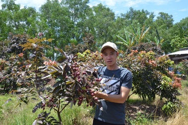 Trà Vinh: Nông dân trồng nhãn tím thu hơn nửa tỷ đồng/năm