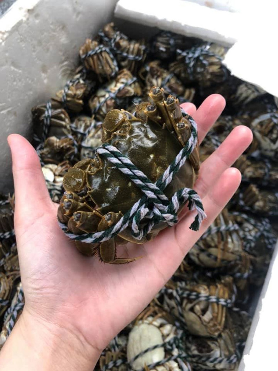 Cua lông ở Trung Quốc siêu đắt đỏ, về chợ Việt thành hàng bình dân - 3 Cua lông ở Trung Quốc siêu đắt đỏ, về chợ Việt thành hàng bình dân - 3