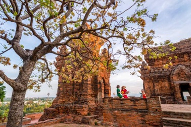 Cây hoa bún đẹp lạ trên tháp Chăm cổ