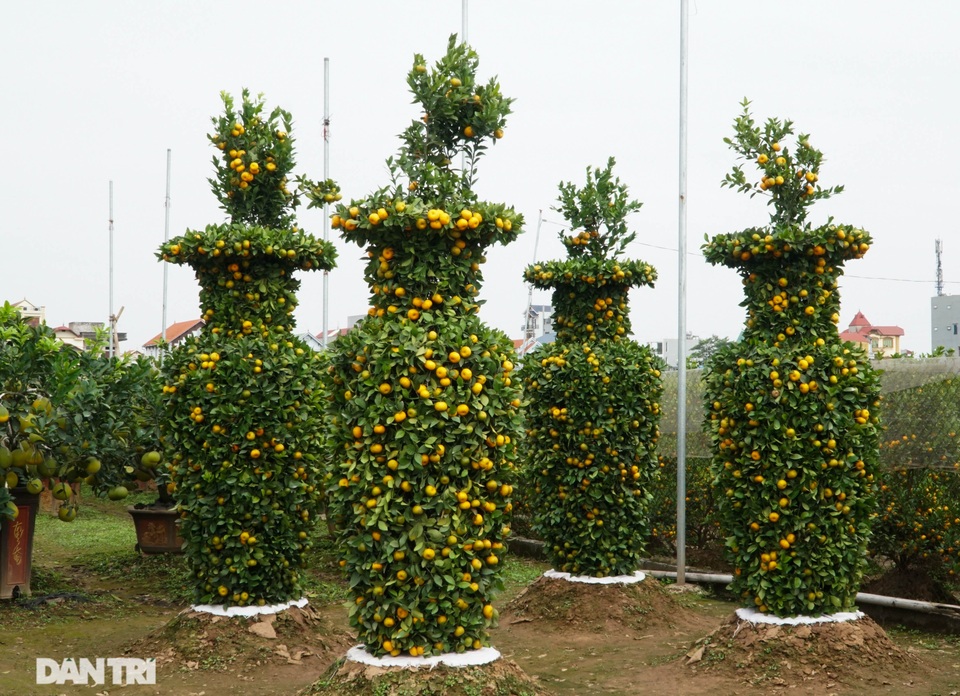 Chiêm ngưỡng vườn quýt lục bình khủng chuẩn bị cho Tết Tân Sửu - 6 Chiêm ngưỡng vườn quýt lục bình khủng chuẩn bị cho Tết Tân Sửu - 6