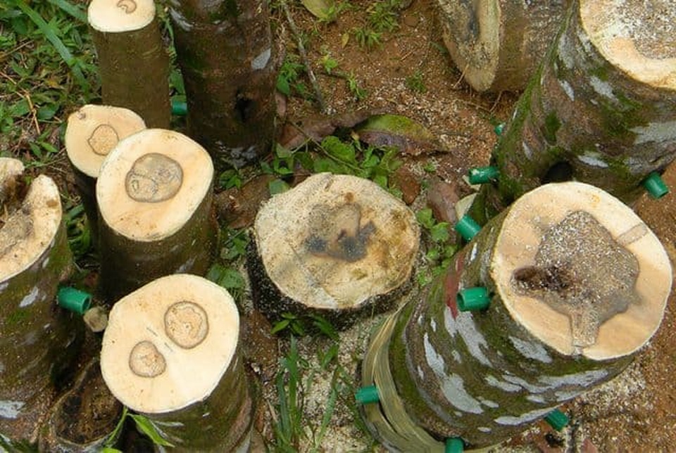 Trầm hương có ý nghĩa gì mà thương lái quát tiền tỉ cho mỗi giao dịch? - 1 Trầm hương có ý nghĩa gì mà thương lái quát tiền tỉ cho mỗi giao dịch? - 1