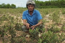 Trồng... sim dại làm giàu