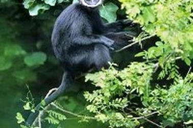 Phát hiện hơn 60 cá thể Voọc quý hiếm tại một vùng núi đá vôi