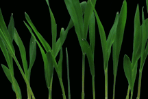 Giải mã câu hỏi hóc búa về "sức sống quật cường" của lá cỏ